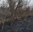 «Ну, что за ёп..понский городовой?!» — мэр Саранска крайне возмущен палом травы на Инсарке - Столица С