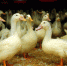 Проведен профилактический визит в отношении индивидуального предпринимателя в г. Каменка Пензенской области - Россельхознадзор