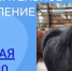 пон - Известия Мордовии