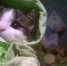 Котопес - Известия Мордовии