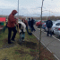 В Саранске посадили липы и рябины - Info-Rm.Com