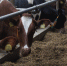 В одном из сёл Мордовии из-за бешеной коровы объявили карантин - Info-Rm.Com