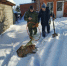 В Саранске поймали лису - Info-Rm.Com