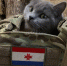 Начался пятый год войны — утренняя сводка - Столица С
