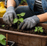 Без кирпичей и прищепок: придумала, как умно укрыть рассаду в апреле – хитрый трюк с "теплыми" бутылками согреет грядки - Pg13.Ru